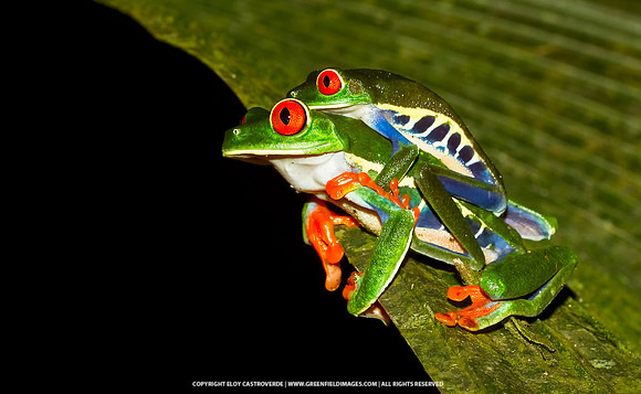 Copulating Red-eyed Tree Frogs