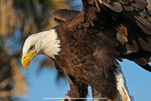 Bald Eagle