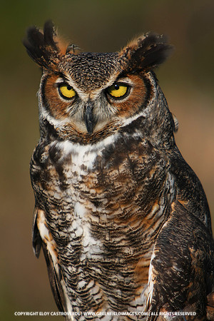 Great Horned Owl