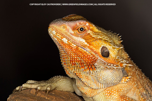 Bearded Dragon