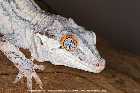 Gargoyle Gecko
