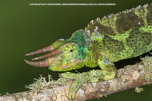 Jackson's Chameleon