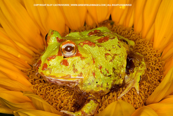 Lemon Pacman Frog