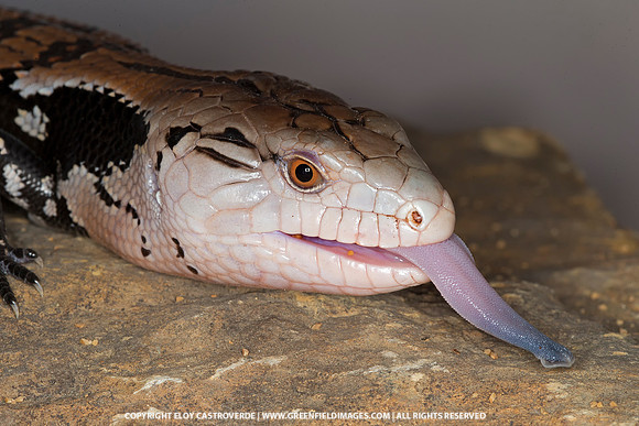 Blue Tongue Skink