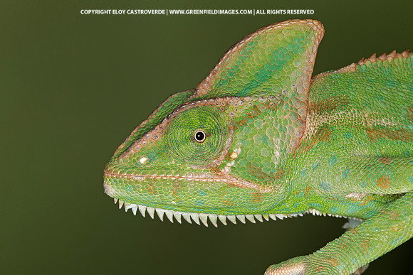Veiled Chameleon