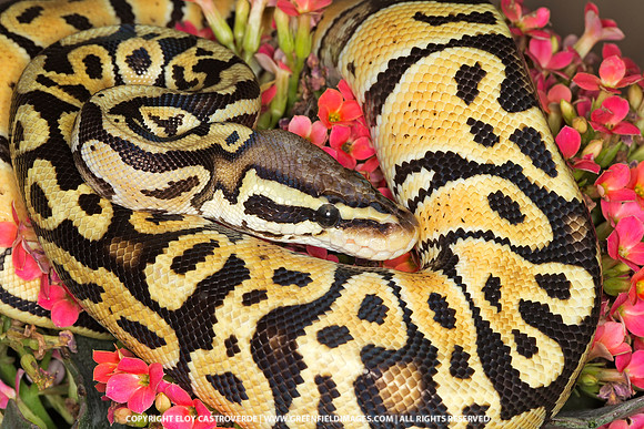 Ball Python