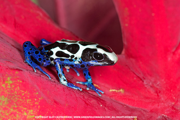 Cobalt Dart Frog