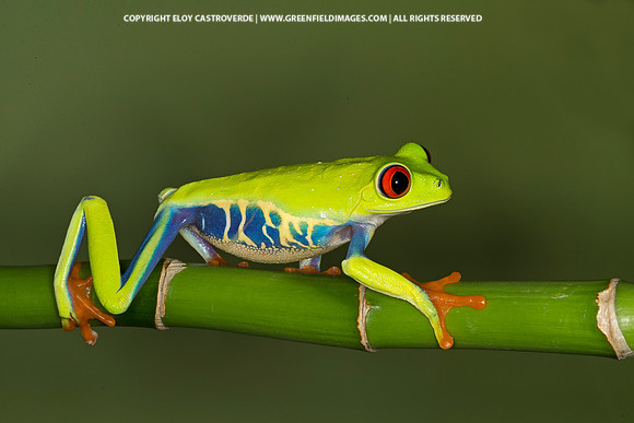Red Eyed Tree Frog