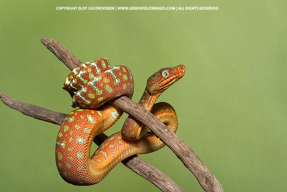 Emerald Tree Boa