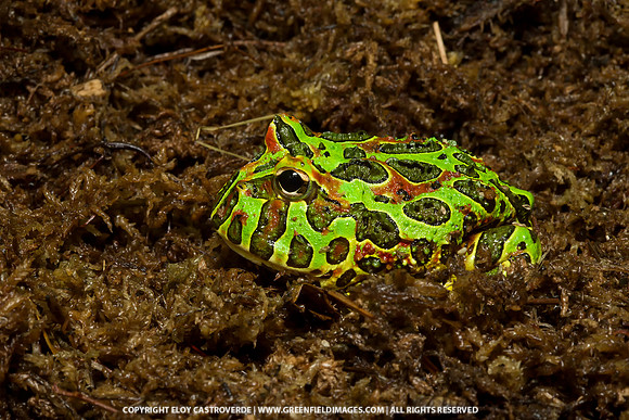 Pacman Frog