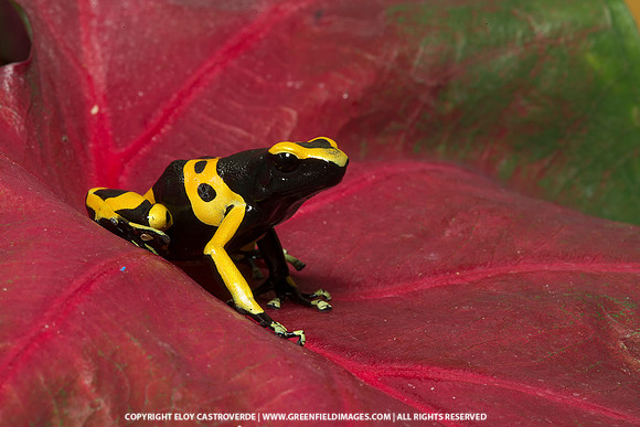 Yellow Banded Poison Dart Frog