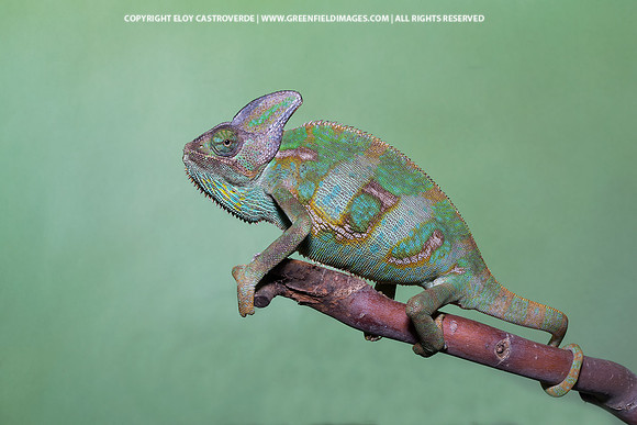 Veiled Chameleon