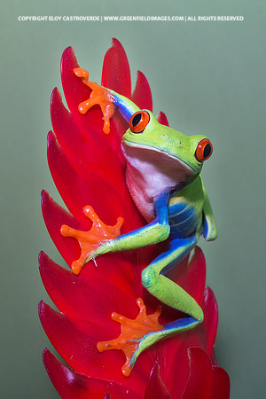 Red Eyed Tree Frog