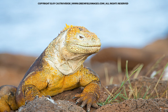 Galapagos Land Iguana