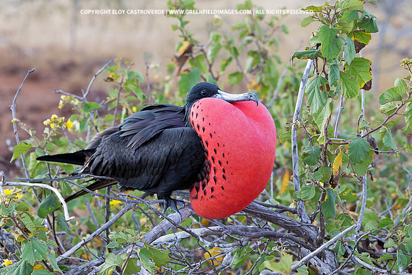 Great Frigatebird