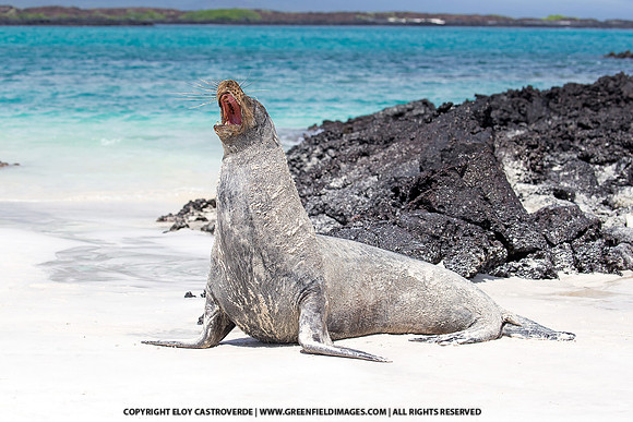Galapagos Sea Lion