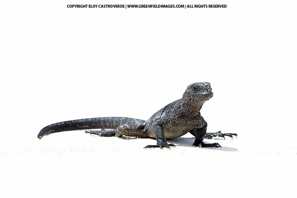 Marine Iguana