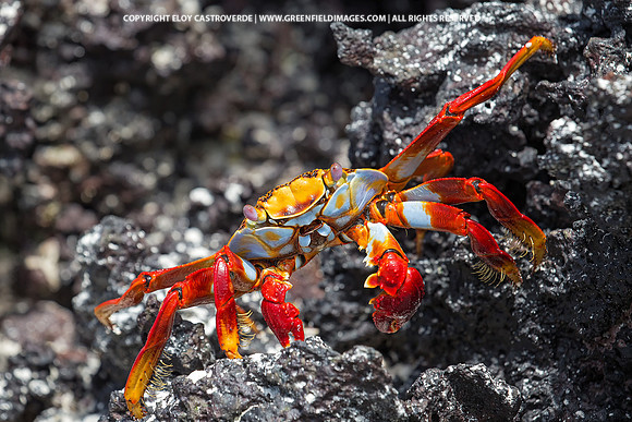 Sally Lightfoot Crab