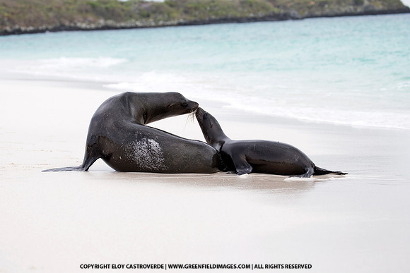 Galapagos Sea Lions