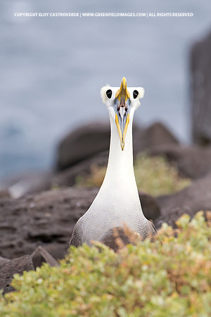 Waved Albatross