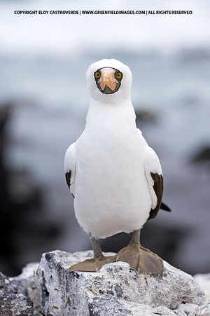 Nazca Booby