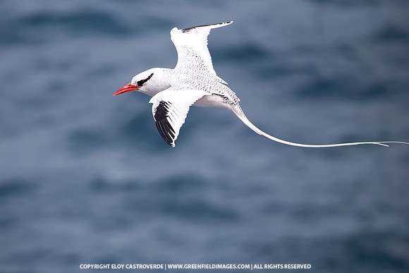 Red-billed Tropicbird