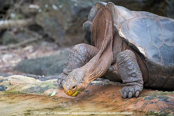 Giant Tortoise