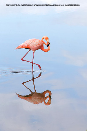American Flamingo