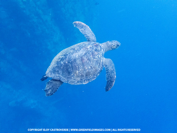 Green Sea Turtle