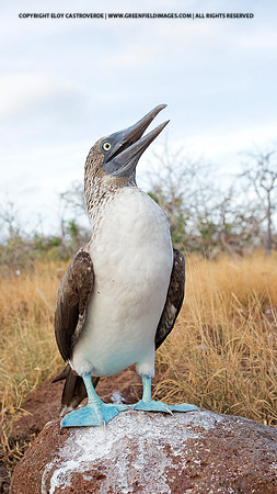 Blue-Footed Booby