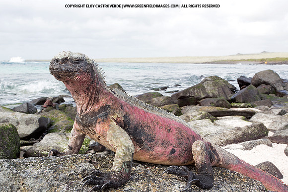 Marine Iguana