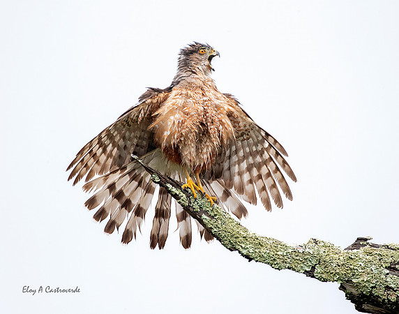 Cooper's Hawk (Florida)