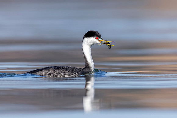 Western Grebe (California)