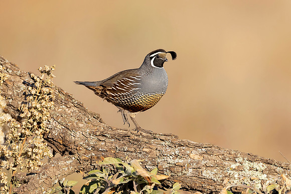 California Quail (California)