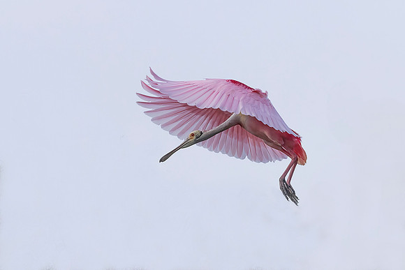 Roseate Spoonbill (Florida)