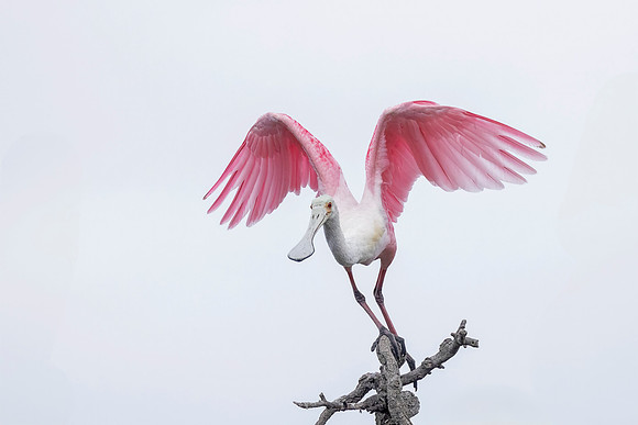 Roseate Spoonbill (Florida)