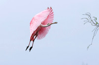 Roseate Spoonbill (Florida)