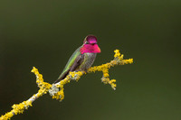 Anna's Hummingbird (Canada)