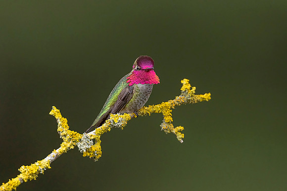 Anna's Hummingbird (Canada)