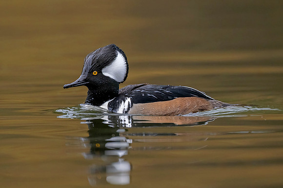 Hooded Merganser (Canada)