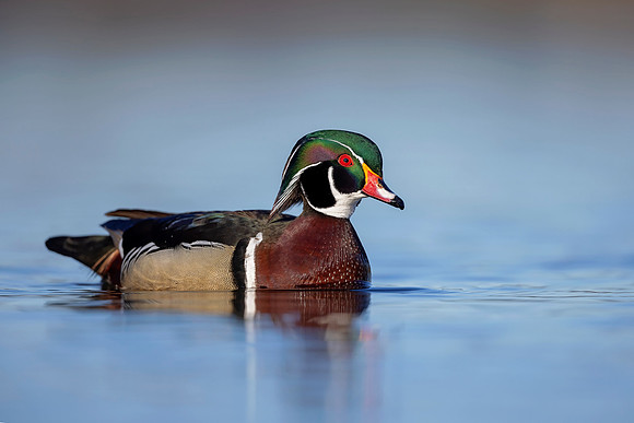 Wood Duck (Canada)