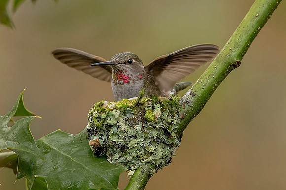 Anna's Hummingbird (Canada)