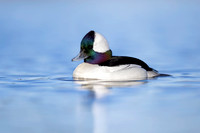 Bufflehead (Canada)