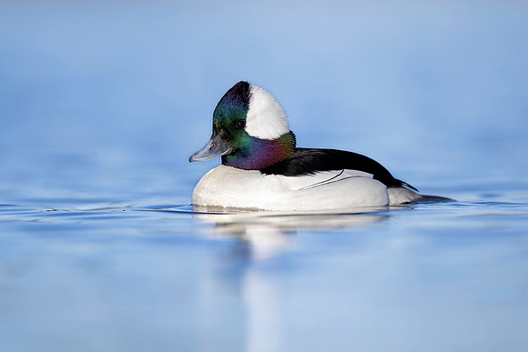 Bufflehead (Canada)