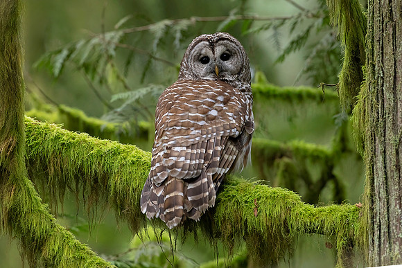 Barred Owl (Canada)