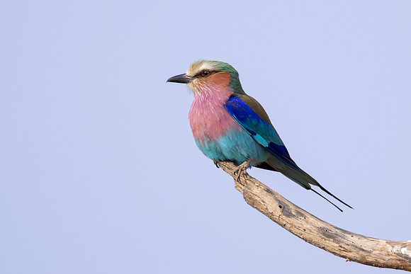 Lilac Breasted Roller (Tanzania)