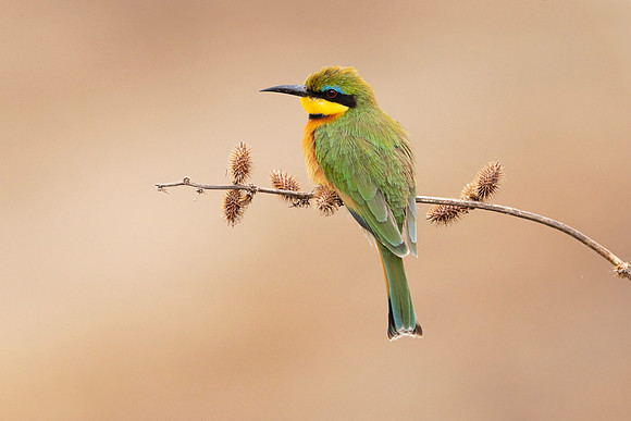 Little Bee Eater ((Tanzania)