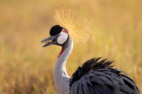 Grey Crowned Crane (Kenya)