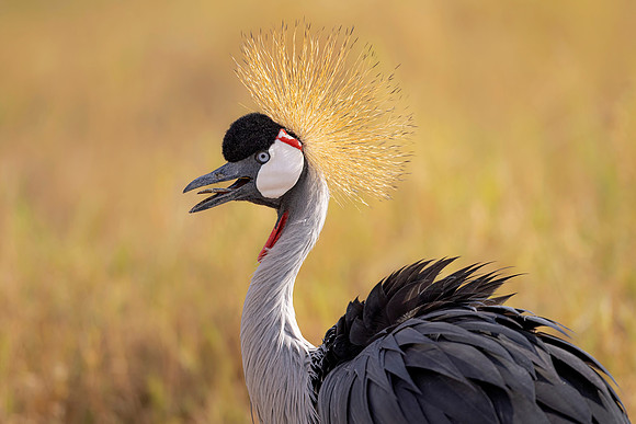 Grey Crowned Crane (Kenya)