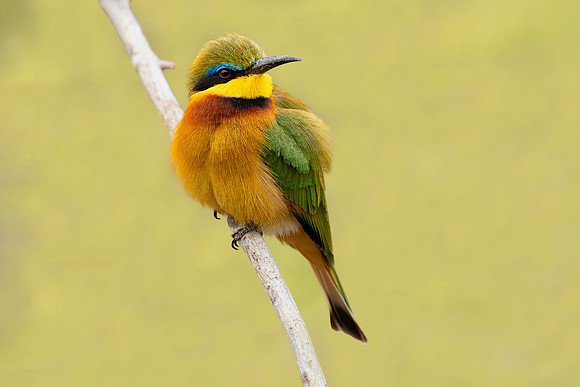 Little Bee Eater ((Tanzania)